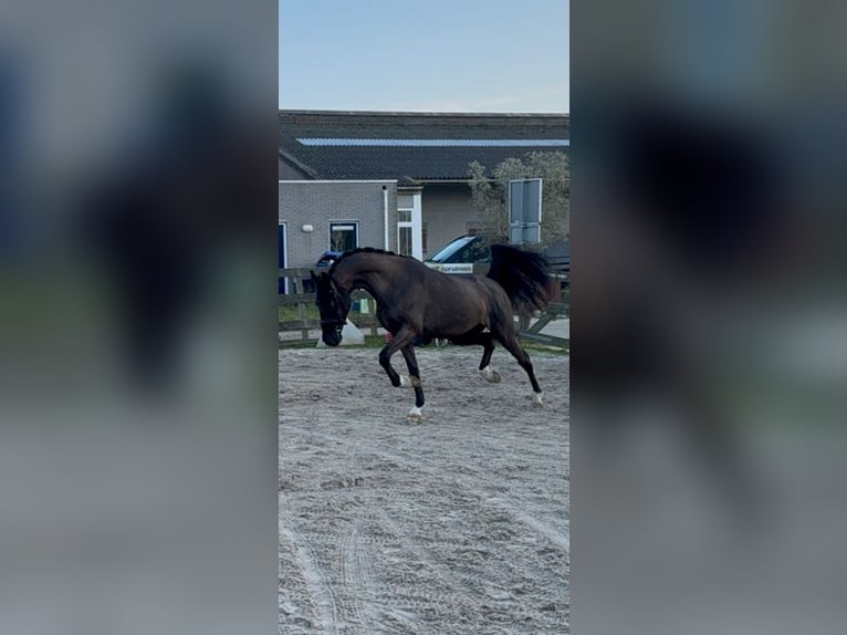 KWPN Gelding 6 years 15.2 hh Black in Ouddorp