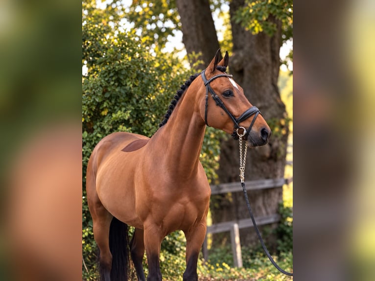KWPN Gelding 6 years 15.3 hh Brown in Weert