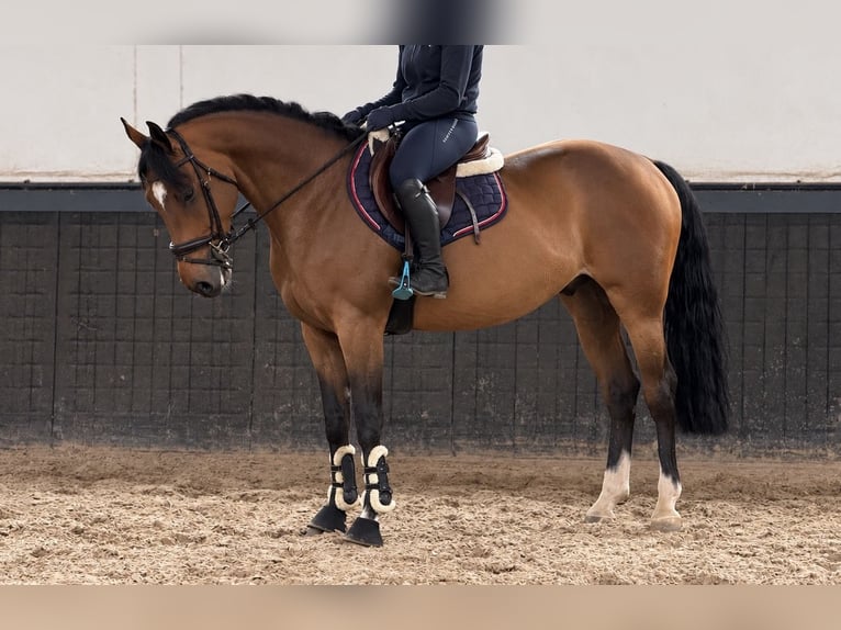 KWPN Gelding 6 years 15.3 hh Brown in Weert