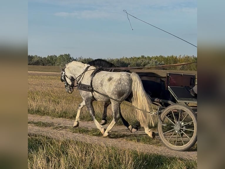 KWPN Mix Gelding 6 years 15,2 hh Bay in Tass