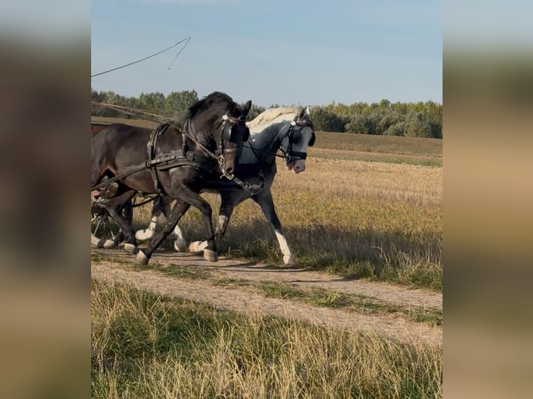 KWPN Mix Gelding 6 years 15,2 hh Bay in Tass