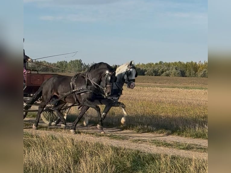 KWPN Mix Gelding 6 years 15,2 hh Bay in Tass