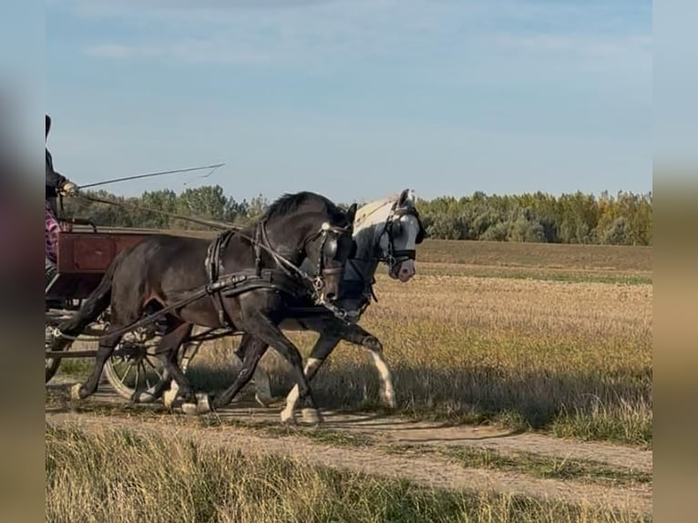 KWPN Mix Gelding 6 years 15,2 hh Bay in Tass