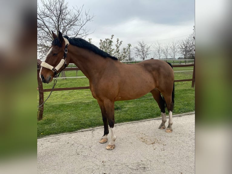 KWPN Mix Gelding 6 years 15,2 hh Bay in Tass