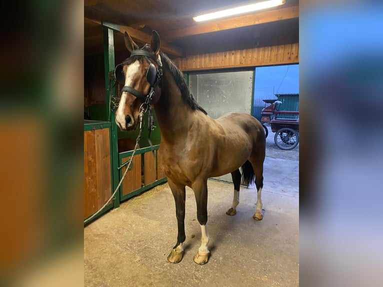 KWPN Mix Gelding 6 years 15,2 hh Bay in Tass