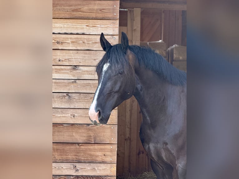 KWPN Gelding 6 years 15,2 hh Bay-Dark in Wilburgstetten KWPN Gelding 6 years 15,2 hh Bay-Dark in Wilburgstetten