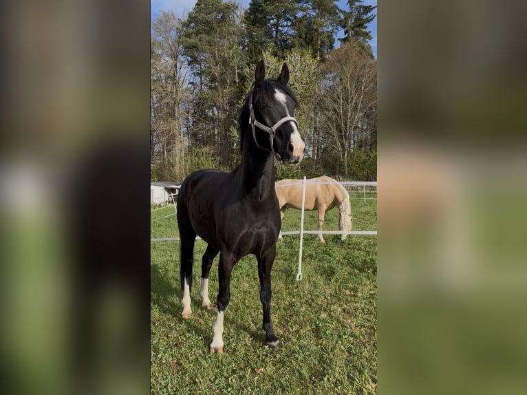 KWPN Gelding 6 years 15,2 hh Bay-Dark in Wilburgstetten KWPN Gelding 6 years 15,2 hh Bay-Dark in Wilburgstetten