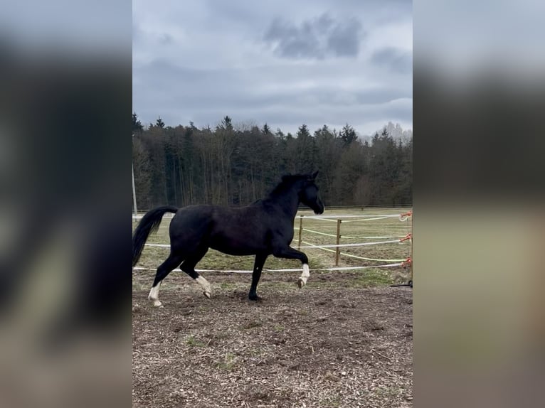 KWPN Gelding 6 years 15,2 hh Bay-Dark in Wilburgstetten KWPN Gelding 6 years 15,2 hh Bay-Dark in Wilburgstetten