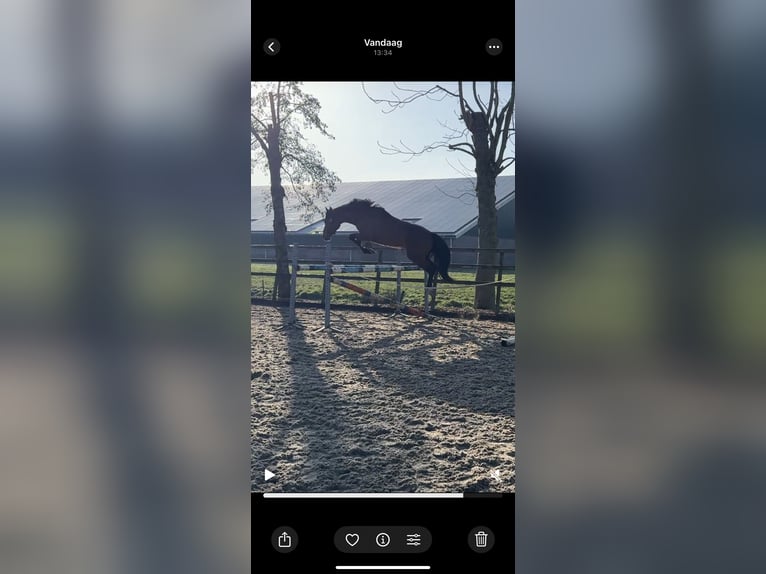 KWPN Gelding 6 years 15,2 hh Bay-Dark in IJsselstein