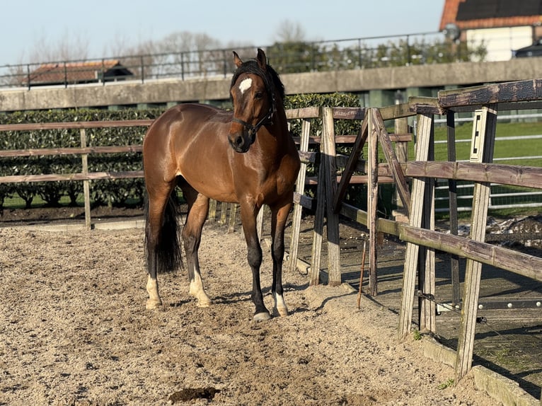 KWPN Gelding 6 years 15,2 hh Bay-Dark in IJsselstein