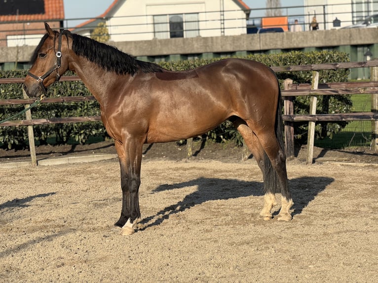 KWPN Gelding 6 years 15,2 hh Bay-Dark in IJsselstein