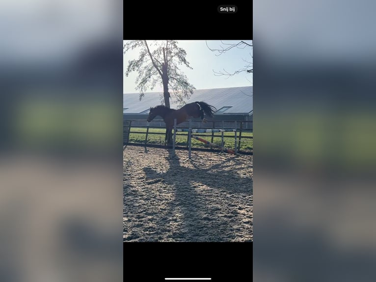 KWPN Gelding 6 years 15,2 hh Bay-Dark in IJsselstein