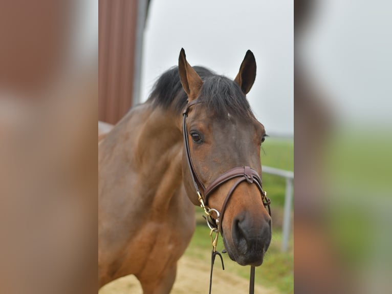 KWPN Gelding 6 years 15,2 hh Brown in Geilenkirchen