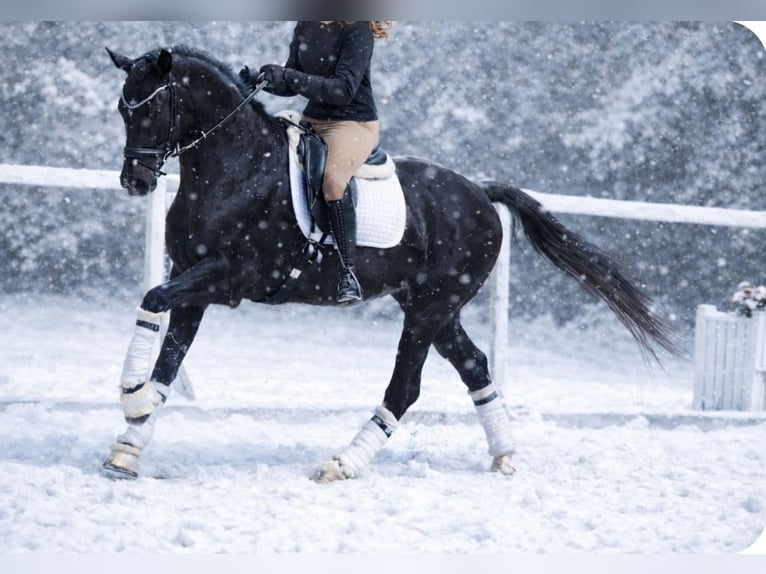 KWPN Gelding 6 years 15,3 hh Black in Neuss