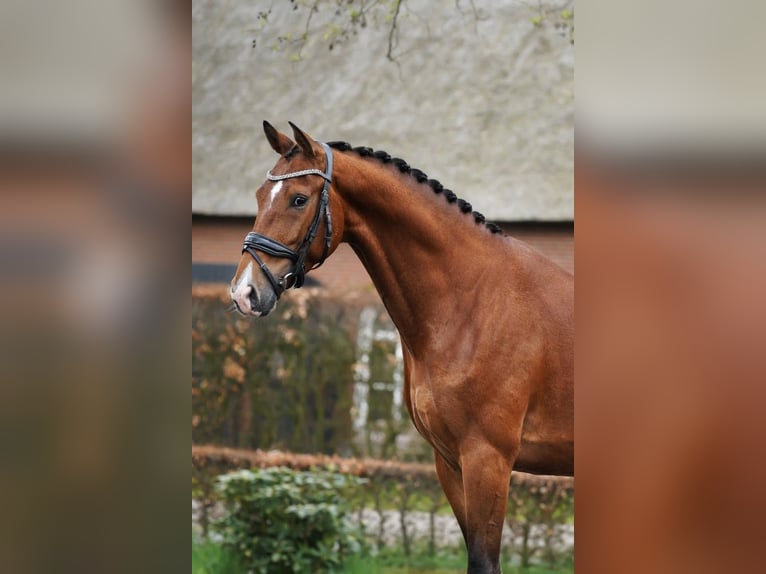 KWPN Gelding 6 years 16,1 hh Bay-Dark in Esch