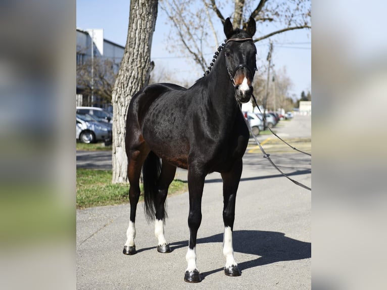 KWPN Gelding 6 years 16.1 hh Bay-Dark in Debrecen