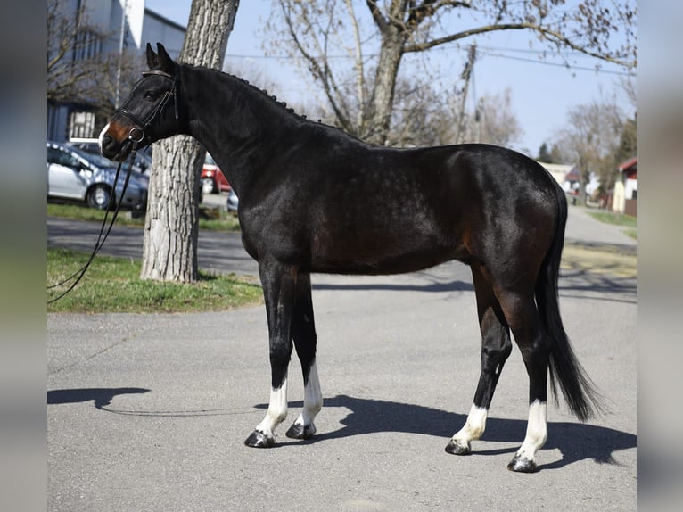 KWPN Gelding 6 years 16.1 hh Bay-Dark in Debrecen