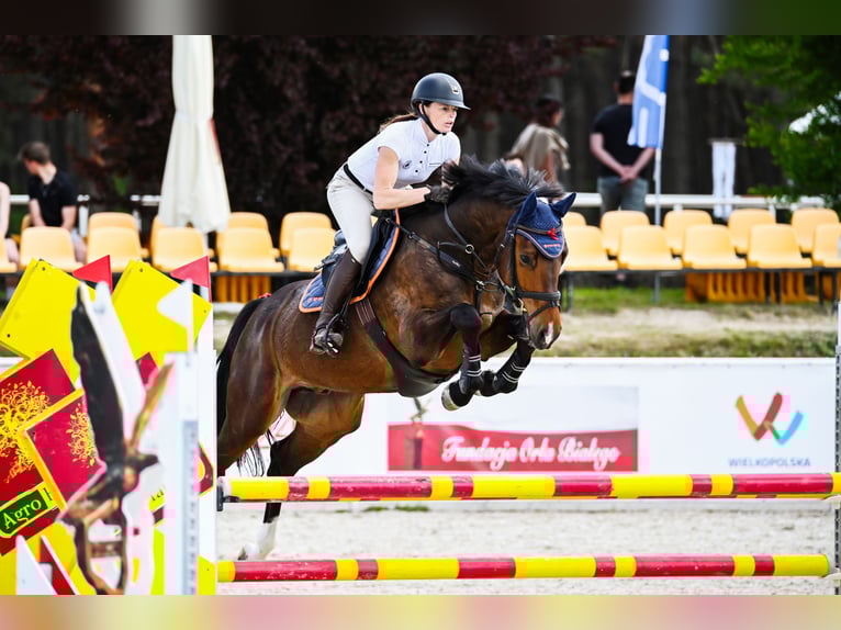 KWPN Gelding 6 years 16.1 hh Bay-Dark in Piła