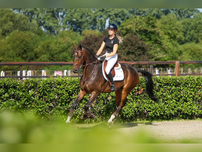 KWPN Gelding 6 years 16.1 hh Bay-Dark in Waddinxveen
