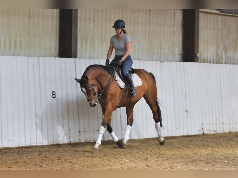 KWPN Gelding 6 years 16,1 hh Bay in Dover