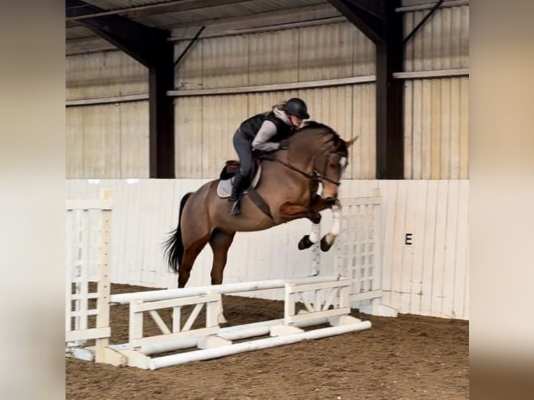 KWPN Gelding 6 years 16,1 hh Bay in Dover