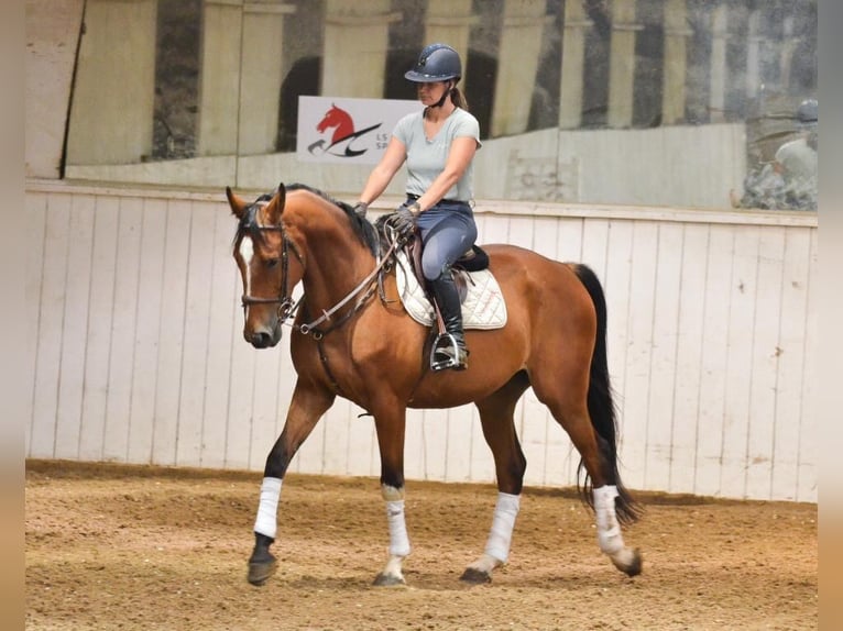 KWPN Gelding 6 years 16,1 hh Bay in Dover