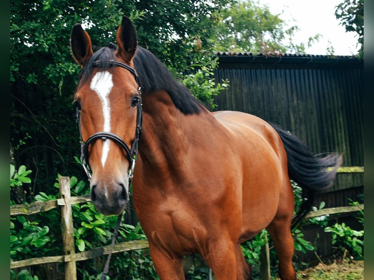 KWPN Gelding 6 years 16,1 hh Bay in Dover