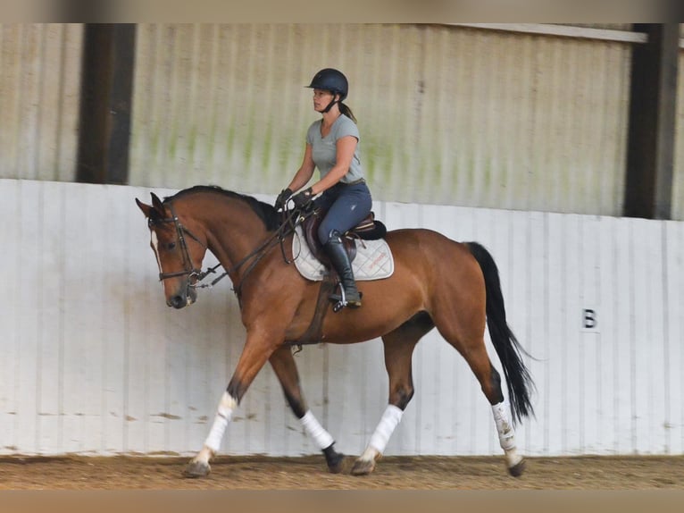 KWPN Gelding 6 years 16,1 hh Bay in Dover