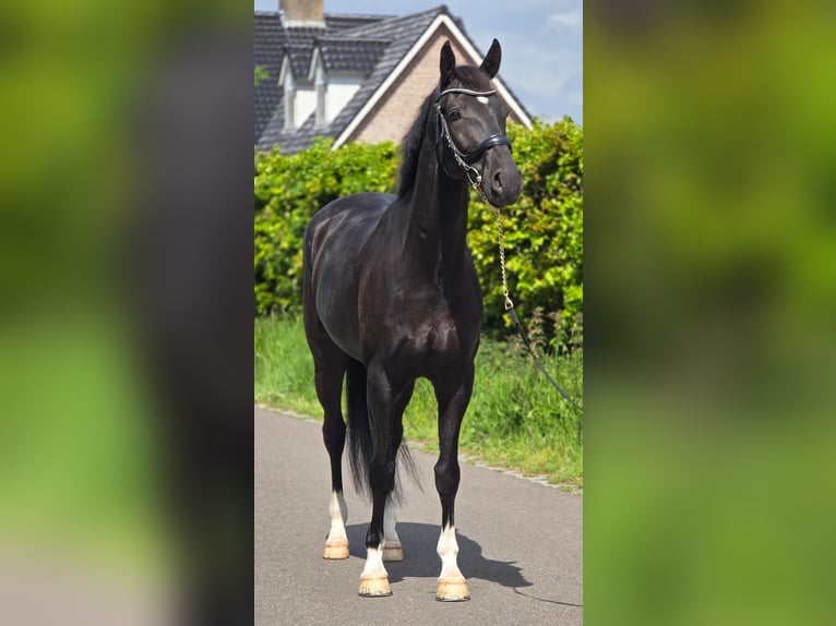 KWPN Gelding 6 years 16.1 hh Black in Someren