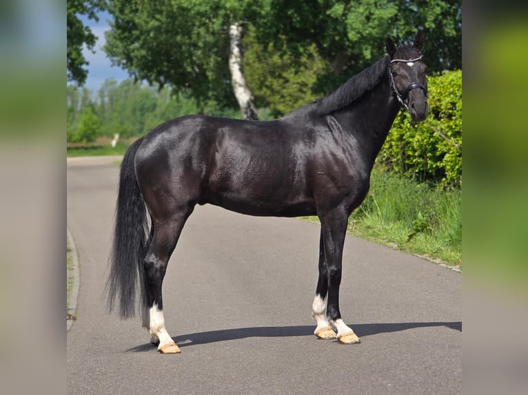 KWPN Gelding 6 years 16.1 hh Black in Someren
