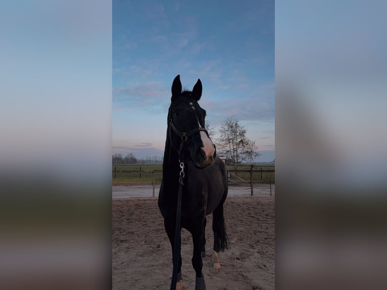KWPN Gelding 6 years 16.1 hh Black in Ysselsteyn