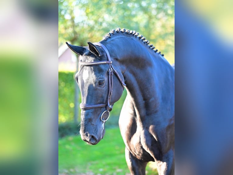 KWPN Gelding 6 years 16,1 hh Black in Bladel