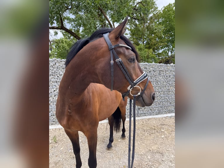 KWPN Gelding 6 years 16.1 hh Brown in München