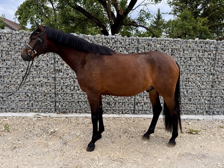 KWPN Gelding 6 years 16.1 hh Brown in München
