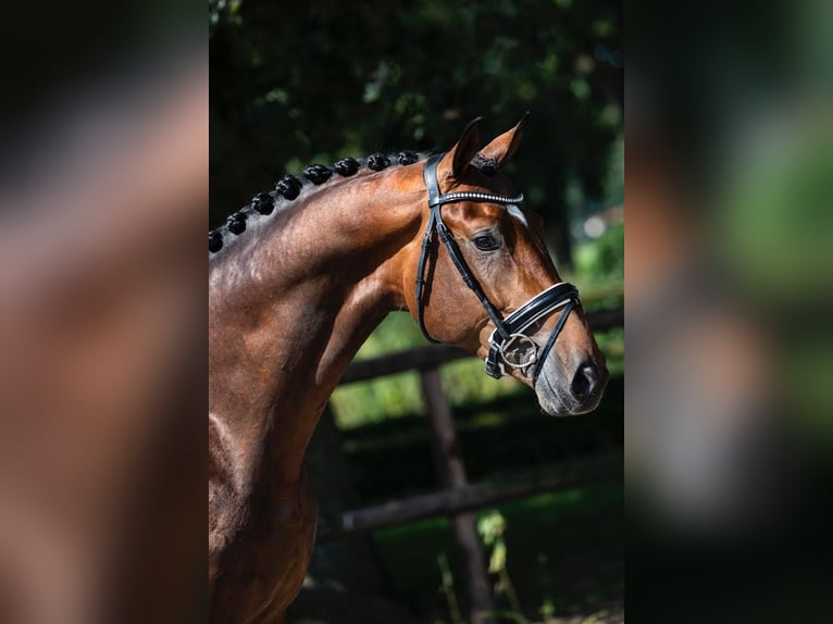 KWPN Gelding 6 years 16,1 hh Brown in Roermond