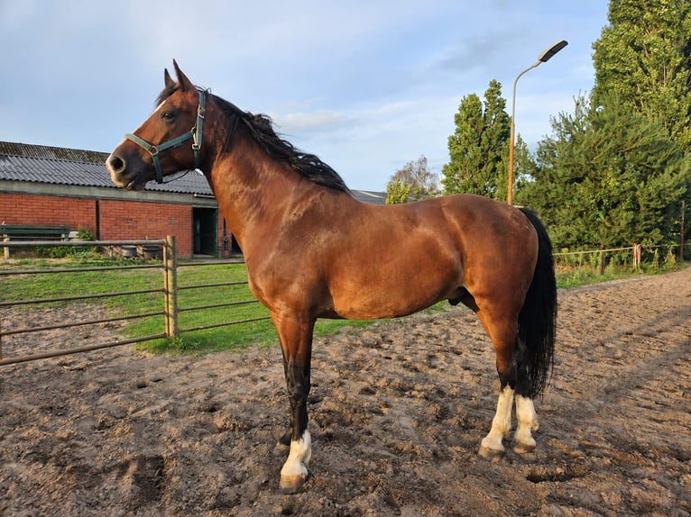 KWPN Gelding 6 years 16.1 hh Brown in Hoogerheide