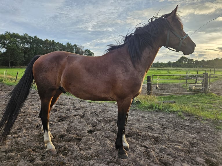 KWPN Gelding 6 years 16.1 hh Brown in Hoogerheide