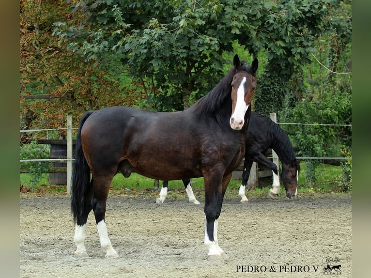 KWPN Gelding 6 years 16.1 hh Brown in Kamnik