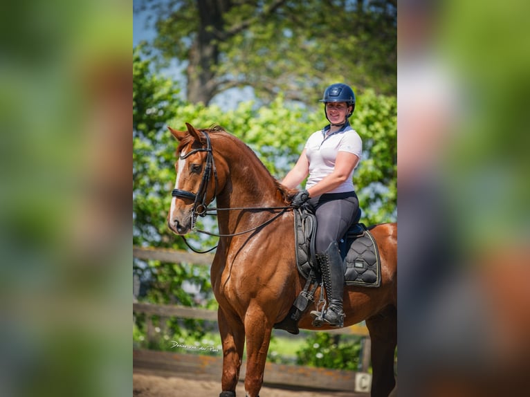 KWPN Gelding 6 years 16,1 hh Chestnut-Red in Sm