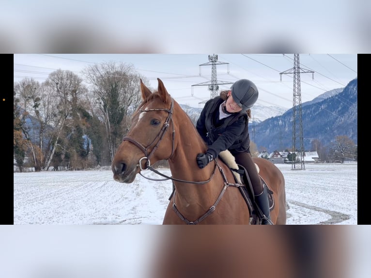 KWPN Gelding 6 years 16,1 hh Chestnut in Schlins