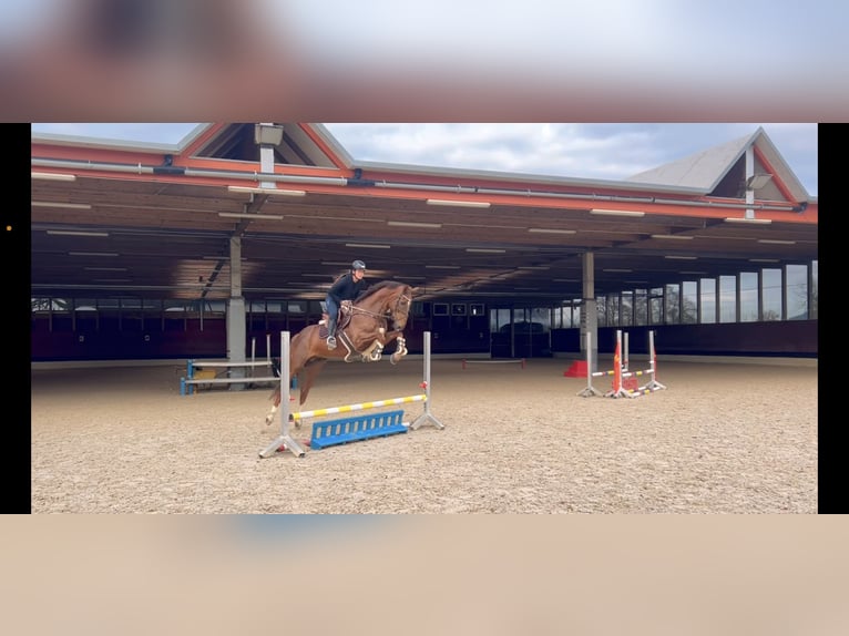 KWPN Gelding 6 years 16,1 hh Chestnut in Schlins