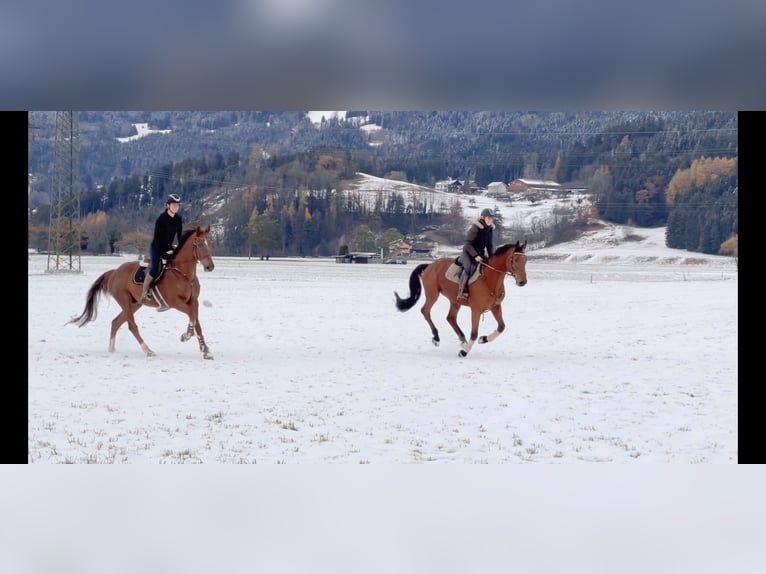 KWPN Gelding 6 years 16,1 hh Chestnut in Schlins