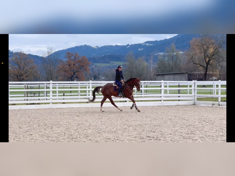 KWPN Gelding 6 years 16,1 hh Chestnut in Schlins