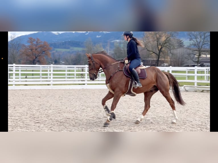 KWPN Gelding 6 years 16,1 hh Chestnut in Schlins