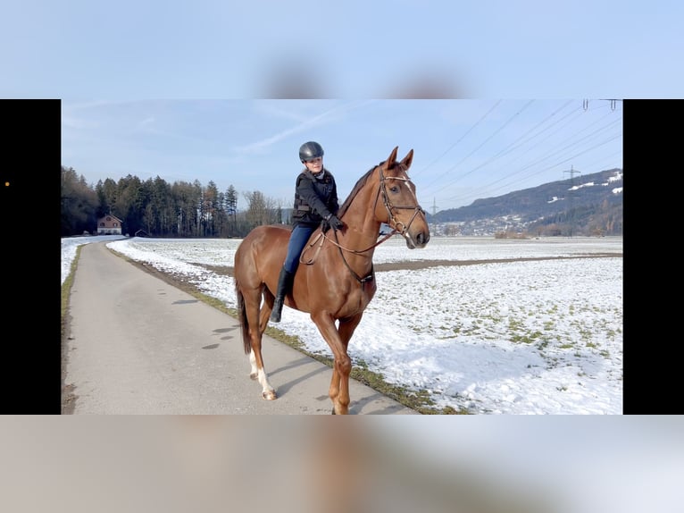 KWPN Gelding 6 years 16,1 hh Chestnut in Schlins