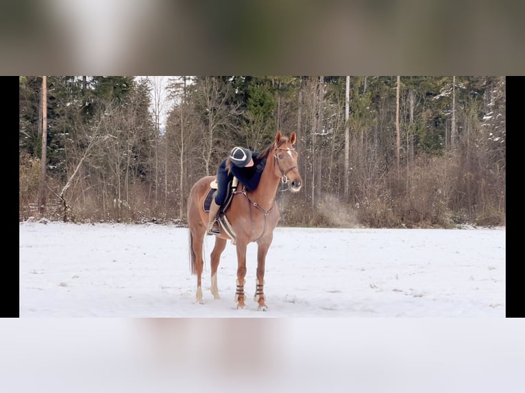 KWPN Gelding 6 years 16,1 hh Chestnut in Schlins