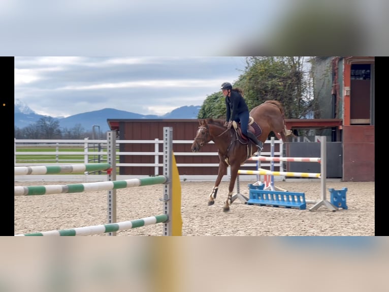 KWPN Gelding 6 years 16,1 hh Chestnut in Schlins