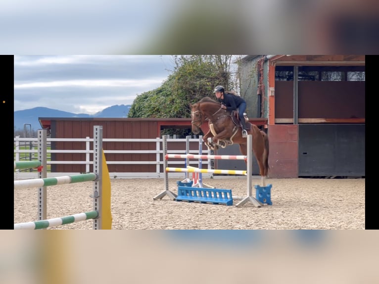 KWPN Gelding 6 years 16,1 hh Chestnut in Schlins