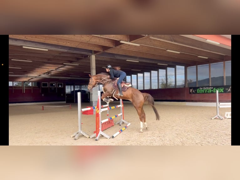 KWPN Gelding 6 years 16,1 hh Chestnut in Schlins