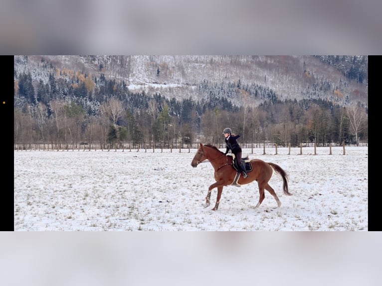 KWPN Gelding 6 years 16,1 hh Chestnut in Schlins